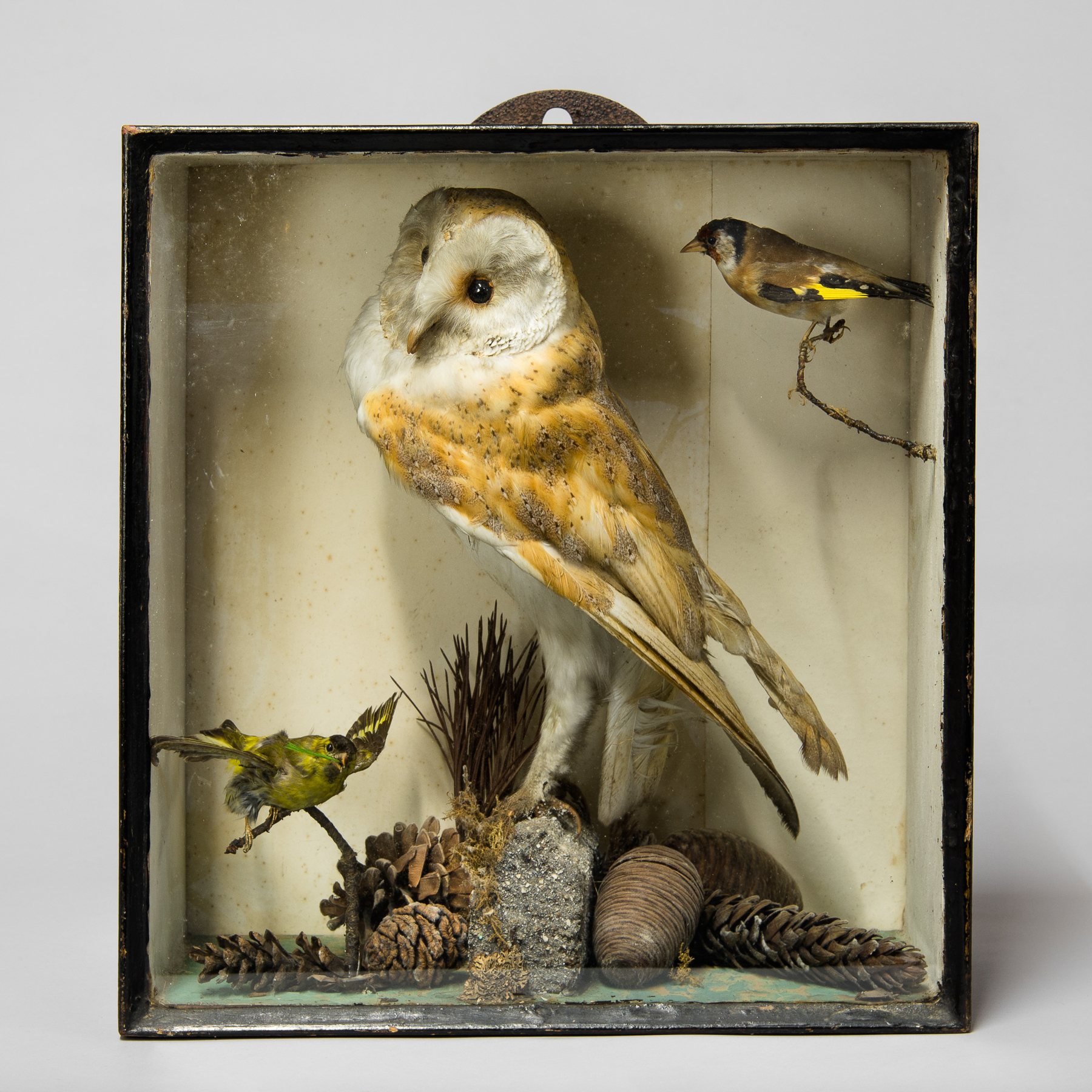 A LATE 19TH CENTURY CASED TAXIDERMY BARN OWL Mounted in a naturalistic setting with other birds