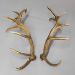 A 20TH CENTURY PAIR OF RED DEER ANTLERS.