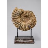 LEIGH DYER, A JURASSIC AMMONITE WITH A 21ST CENTURY SCULPTURED GALVANISED STEEL BASE The base signed