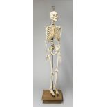 ADAM ROUILLY, AN EARLY 20TH CENTURY ARTICULATED REAL HUMAN SKELETON WITH ORIGINAL BASE. (h 194cm)