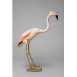 A 20TH CENTURY TAXIDERMY CHILIAN FLAMINGO. (h 86cm x w 62cm x d 17cm)