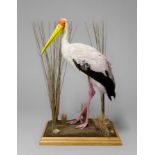 A 21ST CENTURY TAXIDERMY YELLOW BILLED STORK Mounted upon a naturalistic plinth. (h 180cm x w 50cm x