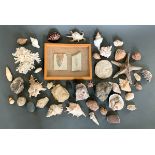 A COLLECTION OF FOSSILS, MINERALS, CORALS AND SEASHELLS.