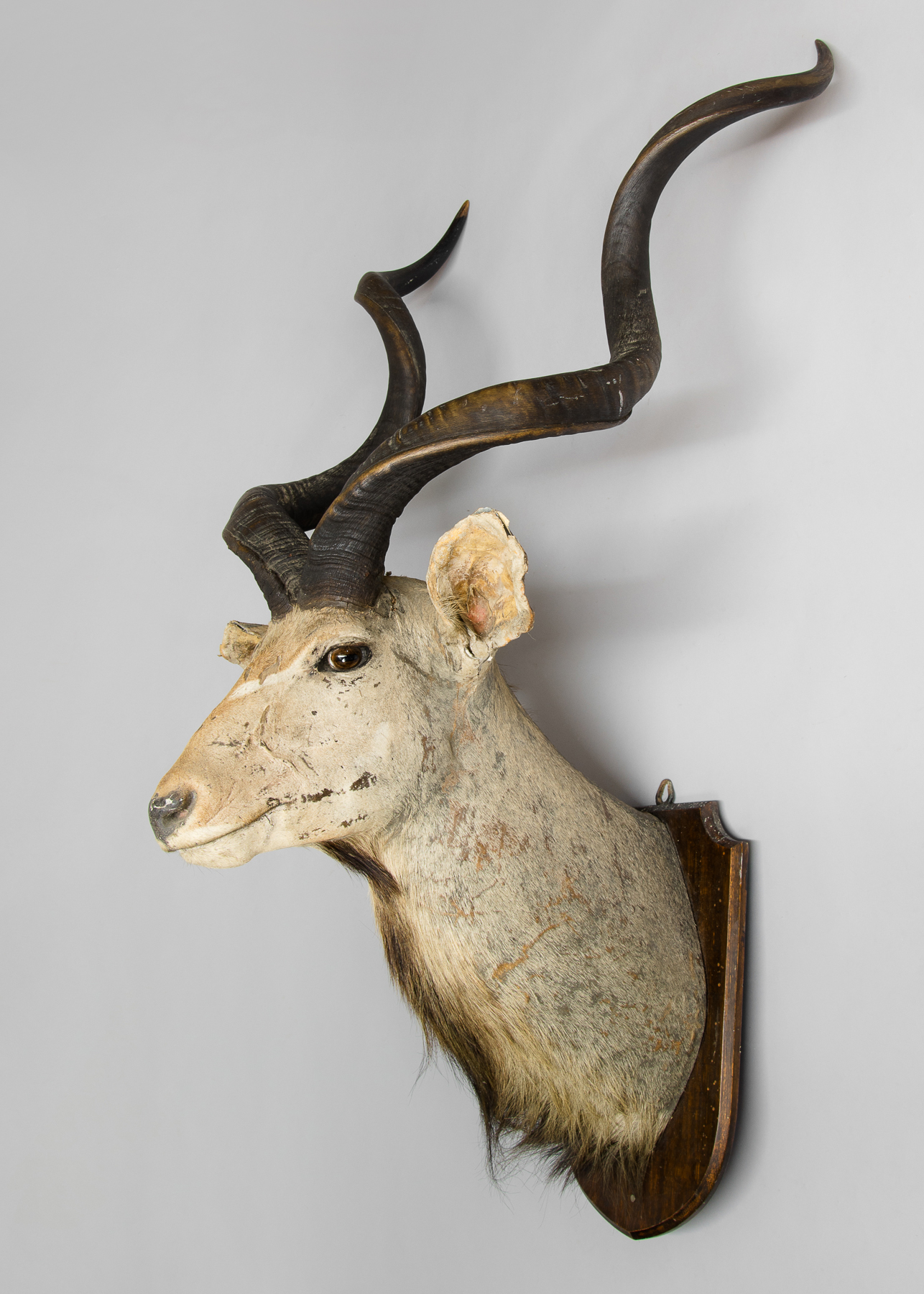 EDWARD GERRARD & SONS, A LATE 19TH/EARLY 20TH CENTURY TAXIDERMY GREATER KUDU HEAD ON OAK SHIELD