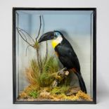 AN EARLY 20TH CENTURY TAXIDERMY CHANNEL BILLED TOUCAN IN GLAZED CASE. (h 47cm x w 41cm x d 18cm)