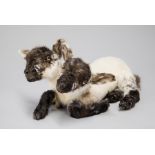 A 21ST CENTURY TAXIDERMY TWO HEADED LAMB Born in Wadhurst 2017, mounted by Teresa Walsh of Ethical