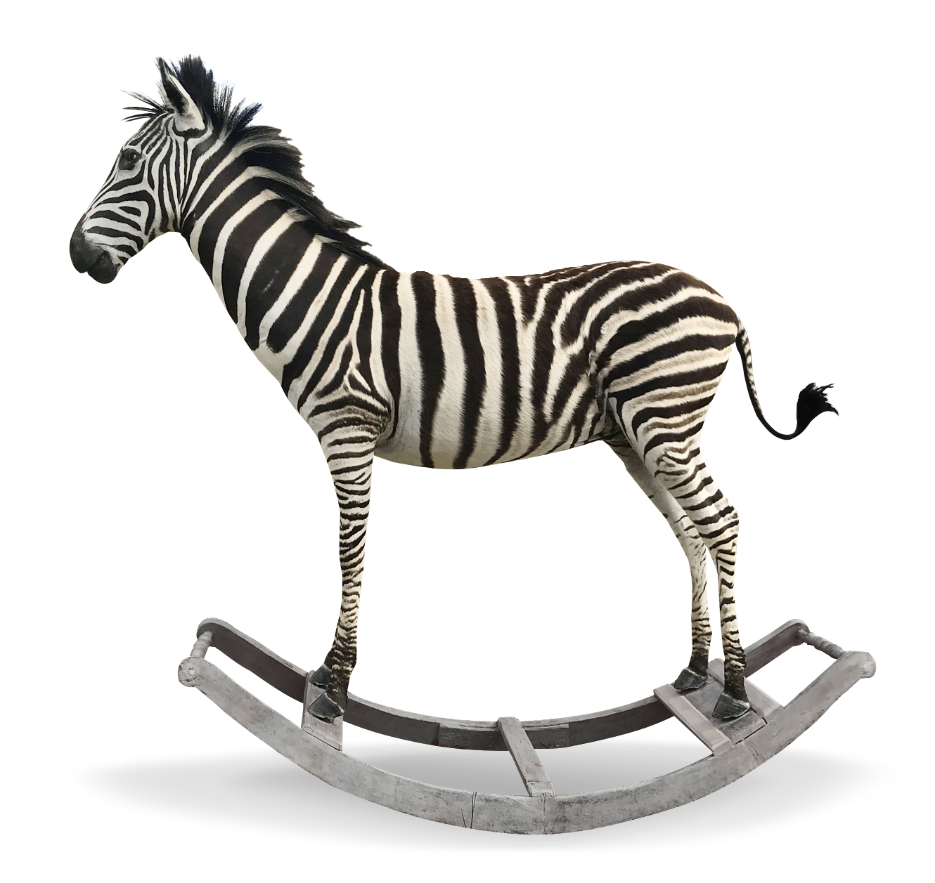 A 21ST CENTURY TAXIDERMY FULL MOUNT JUVENILE ROCKING BURCHELL'S ZEBRA Mounted on a 19th Century