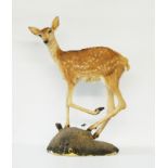 A 20TH CENTURY TAXIDERMY FALLOW DEER FAWN Set with glass eyes, raised on a naturalistic base. (h