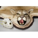 A 21ST CENTURY TAXIDERMY COUGAR SKIN RUG WITH MOUNTED HEAD AND SKULL With metal tag No. 2012 WY ISGT