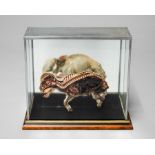 AN EARLY 20TH CENTURY PRESERVED CROSS SECTION OF A PIGLET IN A LATER MIRRORED BACK DISPLAY CASE. (