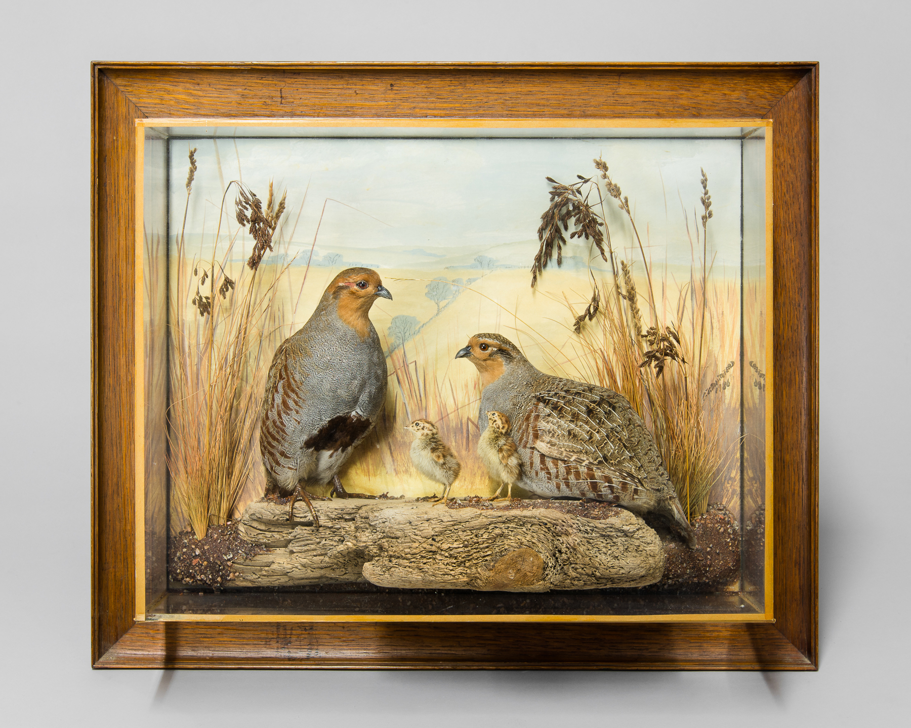 TONY ARMISTEAD, A 20TH CENTURY TAXIDERMY PAIR OF PARTRIDGES WITH CHICKS Mounted in a glazed case