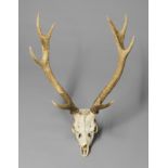 A 20TH CENTURY PAIR OF SIKA DEER ANTLERS ON UPPER SKULL Unusual birth defect, twist to nose.