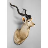 A 21ST CENTURY TAXIDERMY KUDU SHOULDER MOUNT With detachable horns. (h 200cm x w 58cm x d 55cm)