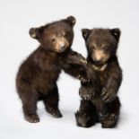 A 20TH CENTURY PAIR OF BLACK BEAR CUBS Died of natural causes in the 1970s at 'The Zoo of the Arrow'