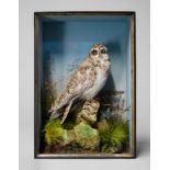 PETER SPICER & SONS, A LATE 19TH CENTURY TAXIDERMY SHORT-EARED OWL. In a naturalistic setting and