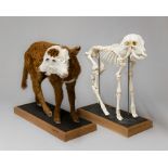 A 21ST CENTURY TAXIDERMY TWO HEADED CALF, COMPRISING A TAXIDERMY FULL MOUNT AND A COMPLETE SKELETON.