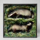 AN EARLY 20TH CENTURY TAXIDERMY PAIR OF BADGERS Mounted in a glazed case with a naturalistic