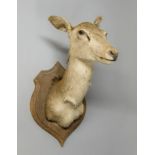 A 20TH CENTURY TAXIDERMY FEMALE DEER MOUNTED HEAD. (h 80cm x w 63cm x d 40cm)