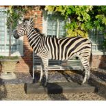 A 21ST CENTURY TAXIDERMY FULL MOUNT ADULT BURCHELL'S ZEBRA Mounted upon a naturalistic base,