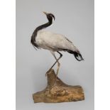 A 20TH CENTURY TAXIDERMY DEMOISELLE CRANE MOUNTED ON A NATURALISTIC BASE. (h 79cm x w 45cm x d