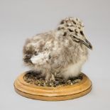 A 20TH CENTURY TAXIDERMY HERON GULL CHICK. (h 15cm x w 15cm x d 15cm)