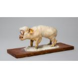 A MID 20TH CENTURY TAXIDERMY FREAK PIGLET Born in Belle Plain USA in the 1950's, with handwritten