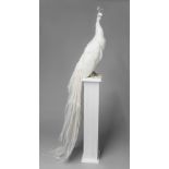 A 21ST CENTURY TAXIDERMY WHITE PEACOCK MOUNTED UPON A PEDESTAL. (h 178cm x w 45cm x d 45cm)
