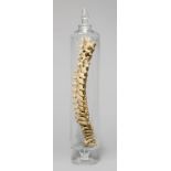 A 19TH CENTURY HUMAN SPINE IN GLASS BELL JAR. (h 63cm x w 12cm x d 12cm)