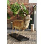 A 21ST CENTURY TAXIDERMY FULL MOUNT RED DEER IMPERIAL STAG 14 points (7+7), mounted upon a