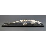 A 20TH CENTURY SKELETON OF A RAT MOUNTED ON AN EBONISED BASE. (h 6.5cm x w 43cm x d 7.5cm)