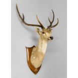 PETER SPICER & SONS, AN EARLY 20TH CENTURY TAXIDERMY CHITAL HEAD MOUNTED ON OAK SHIELD The shield