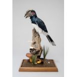 A 21ST CENTURY TAXIDERMY TRUMPETER HORNBILL Mounted on a naturalistic stump raised upon a plinth.