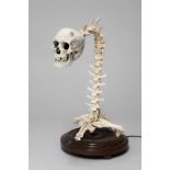 AN UNUSUAL 20TH CENTURY SKELETAL LAMP, IMITATION HUMAN SKULL WITH SHEEP BONES. (h 65cm x w 51cm x