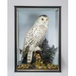 AN EARLY 20TH CENTURY TAXIDERMY SNOWY OWL, MOUNTED IN A GLAZED CASE WITH A NATURALISTIC SETTING. (