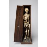 AN UNUSUAL LATE 19TH/EARLY 20TH CENTURY CASED EDUCATIONAL ARTICULATED IMITATION SKELETON 'SAM