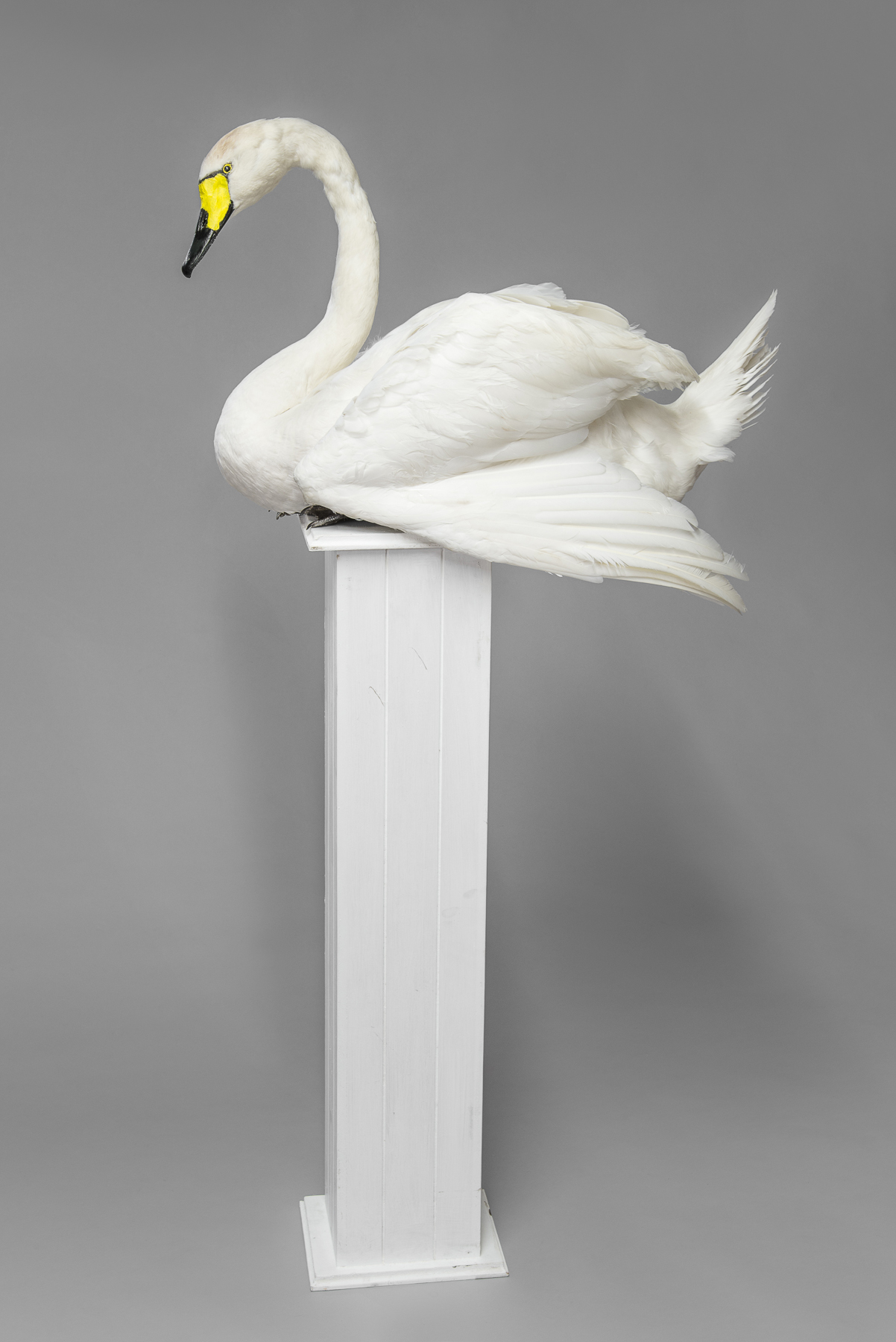 A LATE 20TH CENTURY TAXIDERMY WHOOPER SWAN MOUNTED UPON A PEDESTAL. (h 152cm x w 76cm x d 40cm)