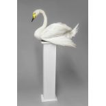 A LATE 20TH CENTURY TAXIDERMY WHOOPER SWAN MOUNTED UPON A PEDESTAL. (h 152cm x w 76cm x d 40cm)