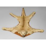 AN EARLY 20TH TAXIDERMY COUGAR SKIN RUG WITH MOUNTED HEAD. Complete with original hunt