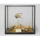 AN EARLY 20TH CENTURY TAXIDERMY MUSEUM DIORAMA OF RINGED PLOVERS. (h 50cm x w 55cm x d 33cm)