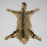 AN EARLY 20TH CENTURY TAXIDERMY SCOTTISH WILDCAT SKIN RUG WITH MOUNTED HEAD. (l 80cm x w 54cm)