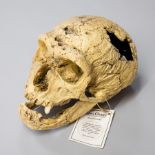 A 20TH CENTURY IMITATION NEANDERTHAL SKULL BY BONE CLONES (h 15cm x w 23cm x d 15cm)