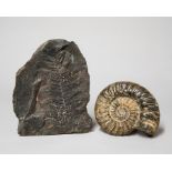 A FOSSILIZED PLANT WITH A POLISHED AMMONITE FOSSIL. (tallest h 37cm)