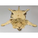 A LATE 19TH CENTURY TAXIDERMY LION SKIN RUG WITH MOUNTED HEAD. (l 253cm)