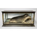 A 19TH CENTURY TAXIDERMY SEAL Mounted in an ebonised and gilt glazed display case in a