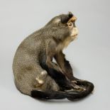 AN EARLY 20TH CENTURY TAXIDERMY DEBRAZZA GUENON MONKEY. (h 33cm x w 26cm x d 35cm)