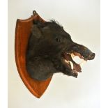 AN EARLY 20TH CENTURY TAXIDERMY RED RIVER HOG HEAD MOUNTED ON AN OAK SHIELD. (h 46cm x d 42cm)