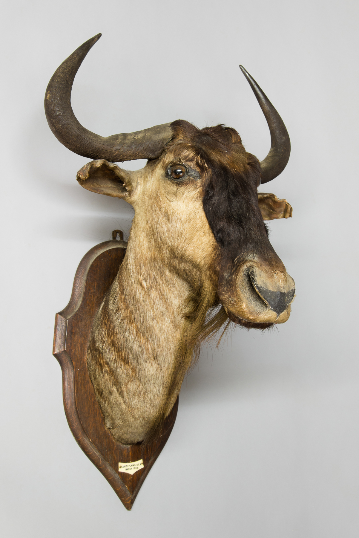 ROWLAND WARD, AN EARLY 20TH CENTURY TAXIDERMY WILDEBEEST HEAD ON OAK SHIELD. (h 100cm x w 60cm x d