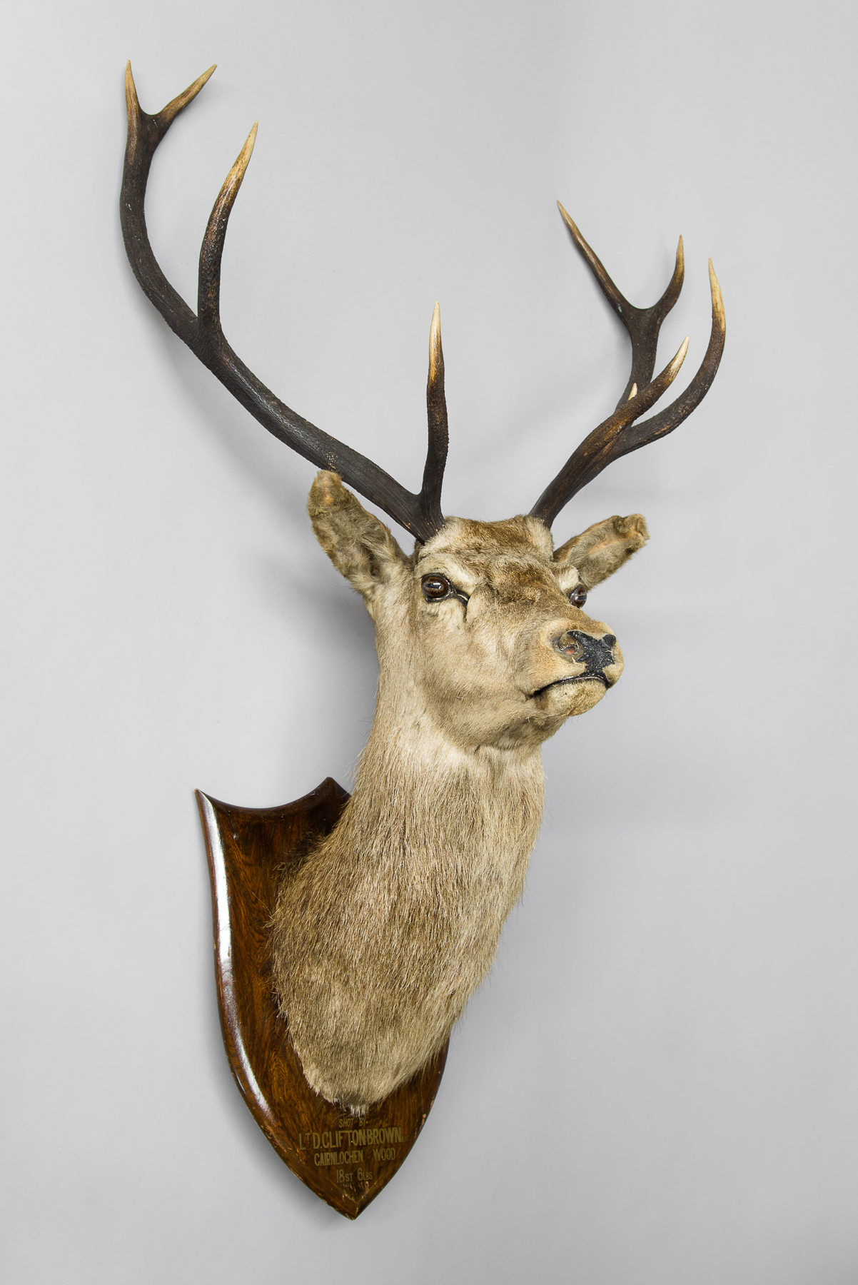 PETER SPICER & SONS, AN EARLY 20TH CENTURY TAXIDERMY STAG HEAD ON OAK SHIELD Provenance: Shot by