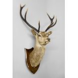 PETER SPICER & SONS, AN EARLY 20TH CENTURY TAXIDERMY STAG HEAD ON OAK SHIELD Provenance: Shot by