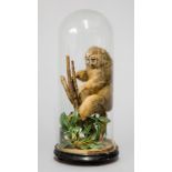 A LATE 19TH CENTURY TAXIDERMY MONKEY UNDER GLASS DOME. (h 50cm x w 20cm x d 20cm)